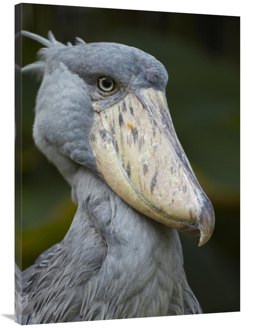 Global Gallery GCS-396079-3040-142 30 x 40 in. Shoebill, Jurong Bi
