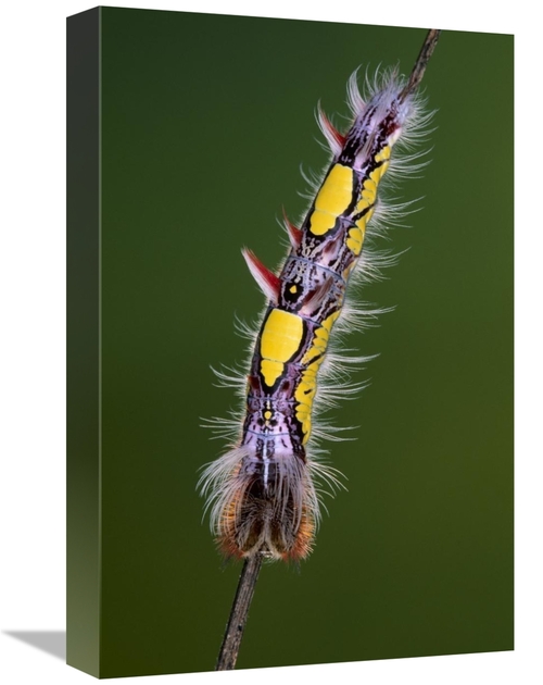 Global Gallery GCS-453599-1218-142 12 x 18 in. Blue Morpho Butterfly&#