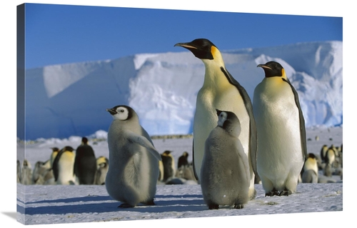 Global Gallery GCS-452318-2436-142 24 x 36 in. Emperor Penguins with C