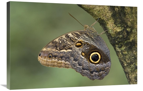 Global Gallery GCS-395319-2436-142 24 x 36 in. Owl Butterfly Perched U