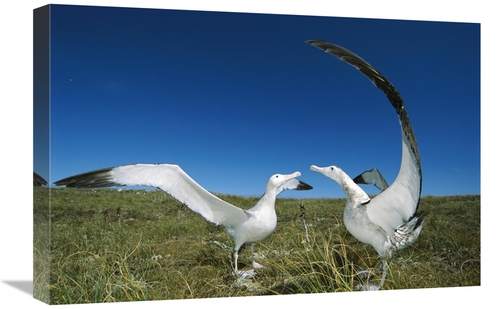 Global Gallery GCS-451605-1624-142 16 x 24 in. Antipodean Albatross Co
