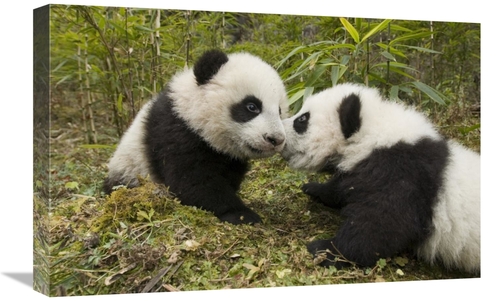 Global Gallery GCS-395896-1624-142 16 x 24 in. Giant Panda Two Cubs To