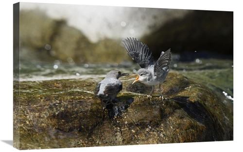 Global Gallery GCS-452666-2030-142 20 x 30 in. American Dipper Parent 