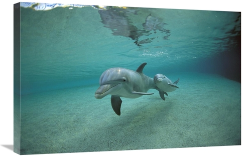 Global Gallery GCS-450666-2030-142 20 x 30 in. Bottlenose Dolphin Unde