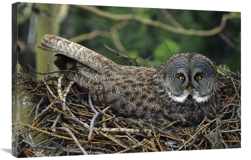 Global Gallery GCS-451923-2436-142 24 x 36 in. Great Gray Owl Incubati