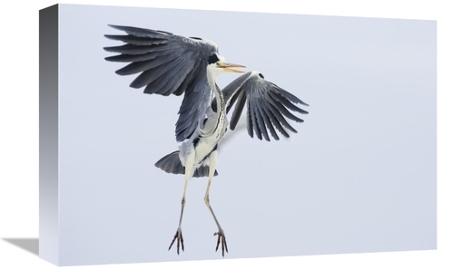 Global Gallery GCS-452607-1218-142 12 x 18 in. Grey Heron Landing,