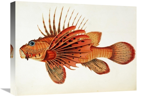 Global Gallery GCS-267689-22-142 22 in. Fishes Found on the Coast of C