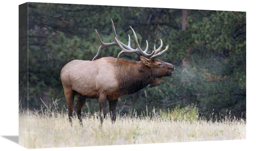 Global Gallery GCS-486476-22-142 22 in. Light Snow Falling Art Print -