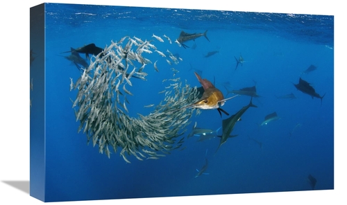 Global Gallery GCS-397931-1218-142 12 x 18 in. Atlantic Sailfish Group