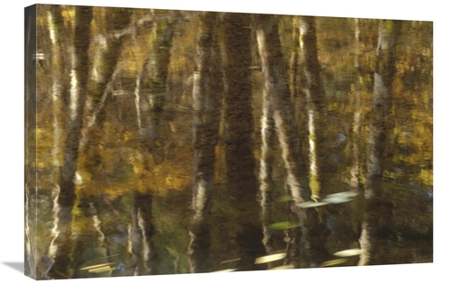 Global Gallery GCS-395738-2030-142 20 x 30 in. Reflection of Red Alder