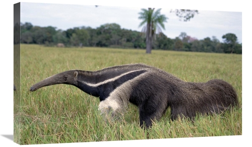 Global Gallery GCS-451480-30-142 30 in. Giant Anteater, Pantanal&#