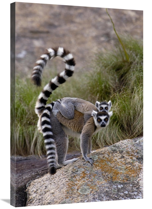 Global Gallery GCS-453247-2436-142 24 x 36 in. Ring-Tailed Lemur Mothe