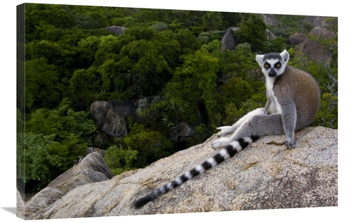 Global Gallery GCS-453245-2436-142 24 x 36 in. Ring-Tailed Lemur Resti