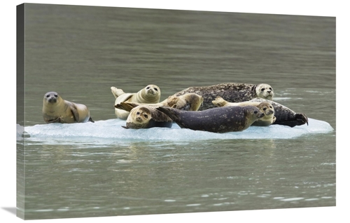 Global Gallery GCS-453618-2436-142 24 x 36 in. Harbor Seal Group on Ic
