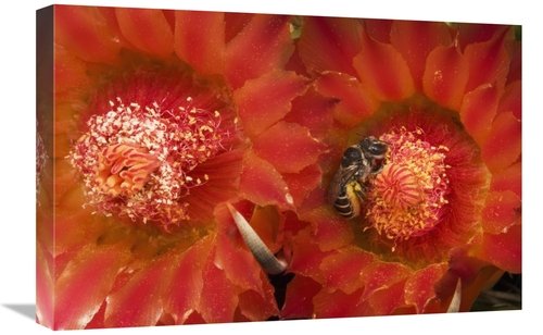 Global Gallery GCS-397743-1624-142 16 x 24 in. Cactus Bee Feeding on B