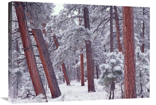 Global Gallery GCS-396609-2432-142 24 x 32 in. Ponderosa Pines with Sn