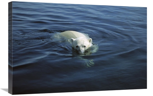 Global Gallery GCS-450685-2030-142 20 x 30 in. Polar Bear Swimming&#44