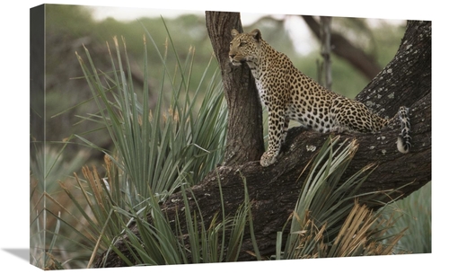 Global Gallery GCS-453114-1624-142 16 x 24 in. Leopard in Tree Searchi