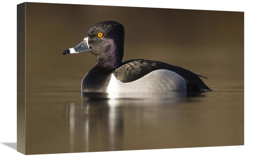 Global Gallery GCS-397423-1624-142 16 x 24 in. Ring-Necked Duck Male i