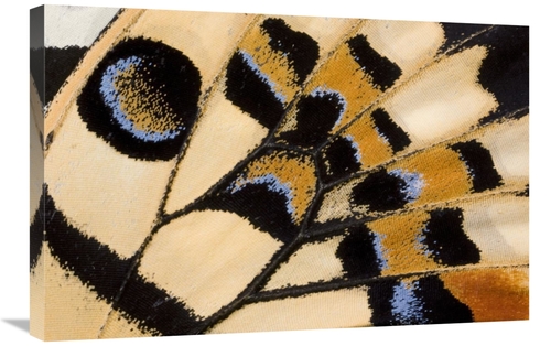 Global Gallery GCS-395342-2030-142 20 x 30 in. Common Lime Butterfly W