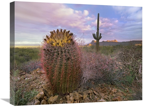 Global Gallery GCS-395949-1824-142 18 x 24 in. Saguaro & Giant Barrel 