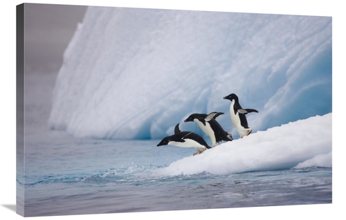 Global Gallery GCS-395832-2436-142 24 x 36 in. Adelie Penguin Trio Div