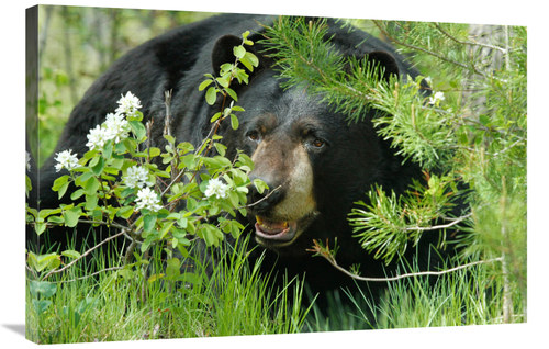 Global Gallery GCS-486624-36-142 36 in. Lounging Black Bear Art Print 