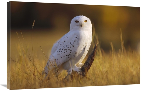 Global Gallery GCS-396942-2436-142 24 x 36 in. Snowy Owl Adult Amid Dr