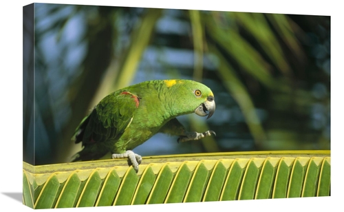 Global Gallery GCS-452473-1624-142 16 x 24 in. Yellow-Naped Parrot Wal