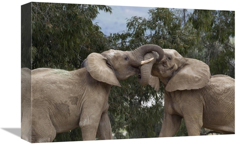 Global Gallery GCS-398148-1218-142 12 x 18 in. African Elephant Bulls 