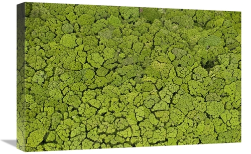 Global Gallery GCS-397905-1624-142 16 x 24 in. Rainforest, Iwokram