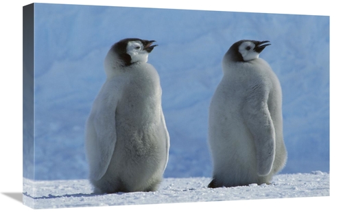 Global Gallery GCS-451735-1624-142 16 x 24 in. Emperor Penguin Chicks 