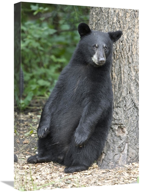 Global Gallery GCS-395416-1624-142 16 x 24 in. Black Bear Cub Leaning 