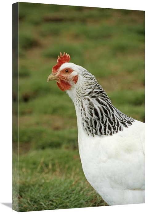 Global Gallery GCS-398067-2030-142 20 x 30 in. Domestic Chicken, L