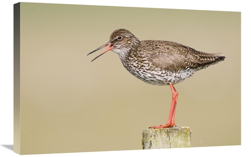 Global Gallery GCS-398238-2030-142 20 x 30 in. Common Redshank Calling