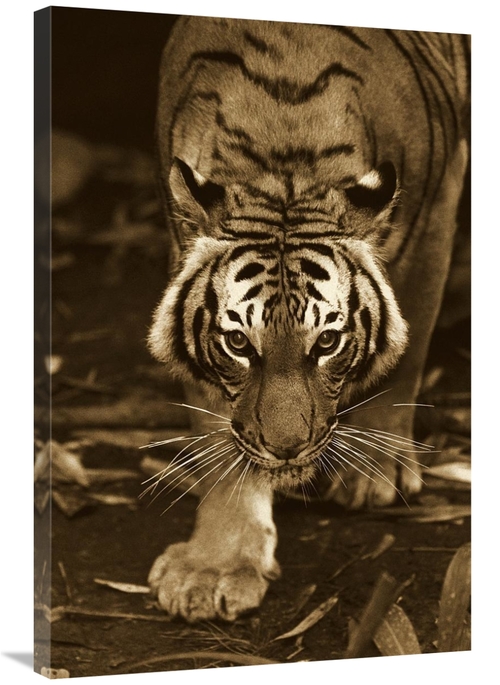 Global Gallery GCS-453660-2436-142 24 x 36 in. Bengal Tiger Approachin