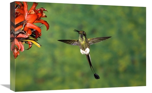 Global Gallery GCS-453339-1624-142 16 x 24 in. Booted Racket-Tail Humm