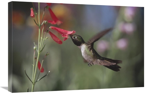 Global Gallery GCS-397063-2030-142 20 x 30 in. Broad-Tailed Hummingbir