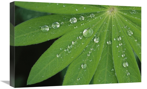 Global Gallery GCS-453607-1624-142 16 x 24 in. Water Droplets on Green