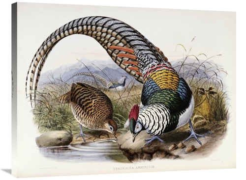 Global Gallery GCS-267961-36-142 36 in. Family of Pheasants Art Print 