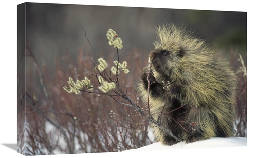 Global Gallery GCS-451867-1624-142 16 x 24 in. Common Porcupine Feedin