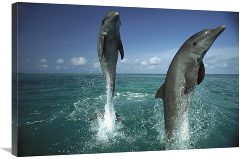 Main Global Gallery GCS-398493-2436-142 24 x 36 in. Bottlenose Dolphin Pair image