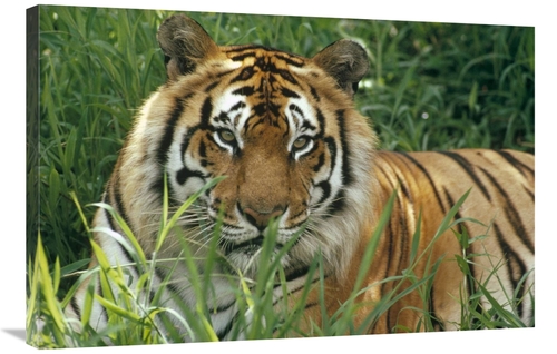 Global Gallery GCS-395777-2436-142 24 x 36 in. Bengal Tiger Portrait a