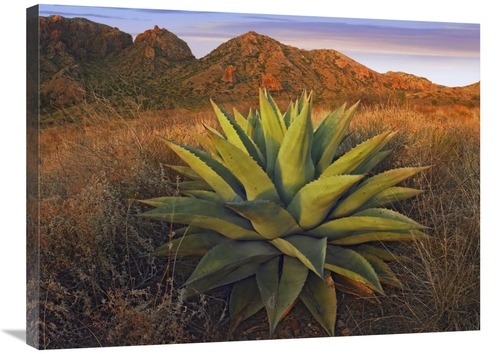 Global Gallery GCS-397178-2432-142 24 x 32 in. Agave Plants & Chisos M