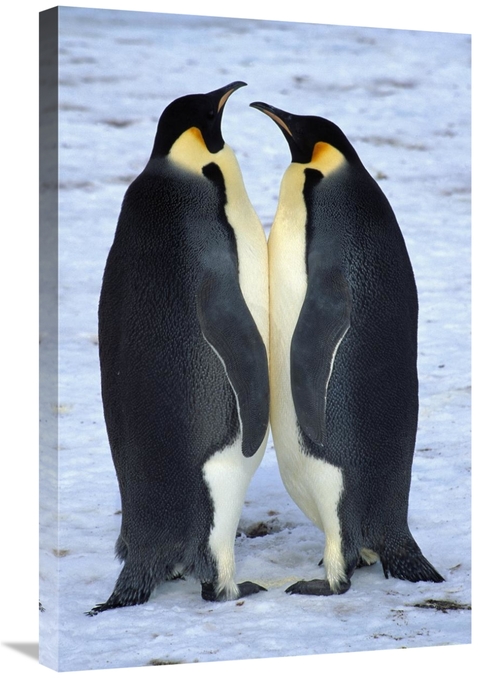 Global Gallery GCS-453440-2030-142 20 x 30 in. Two Emperor Penguina Fa