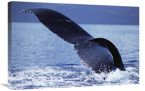 Global Gallery GCS-450804-2030-142 20 x 30 in. Humpback Whale Tail Lob