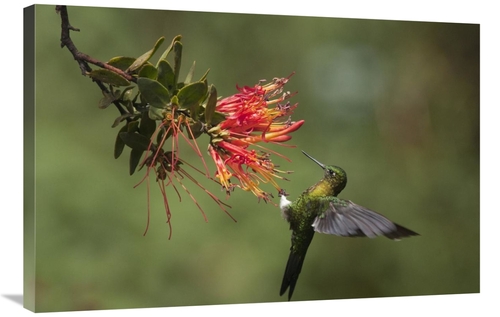 Global Gallery GCS-395565-2436-142 24 x 36 in. Golden-Breasted Puffleg