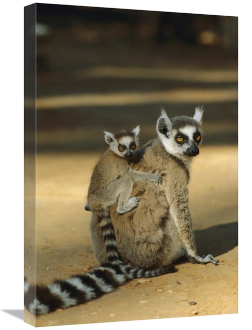 Global Gallery GCS-452647-1624-142 16 x 24 in. Ring-Tailed Lemur Baby 