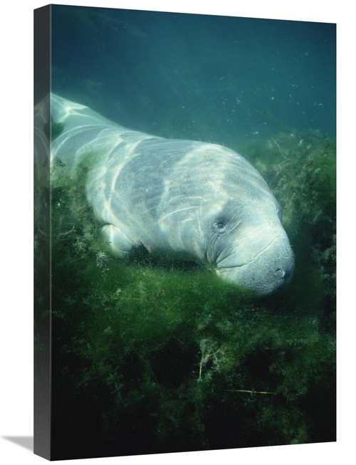 Global Gallery GCS-451063-1624-142 16 x 24 in. West Indian Manatee For