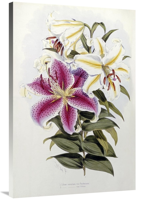 Global Gallery GCS-266278-40-142 40 in. A Monograph of the Genus Liliu